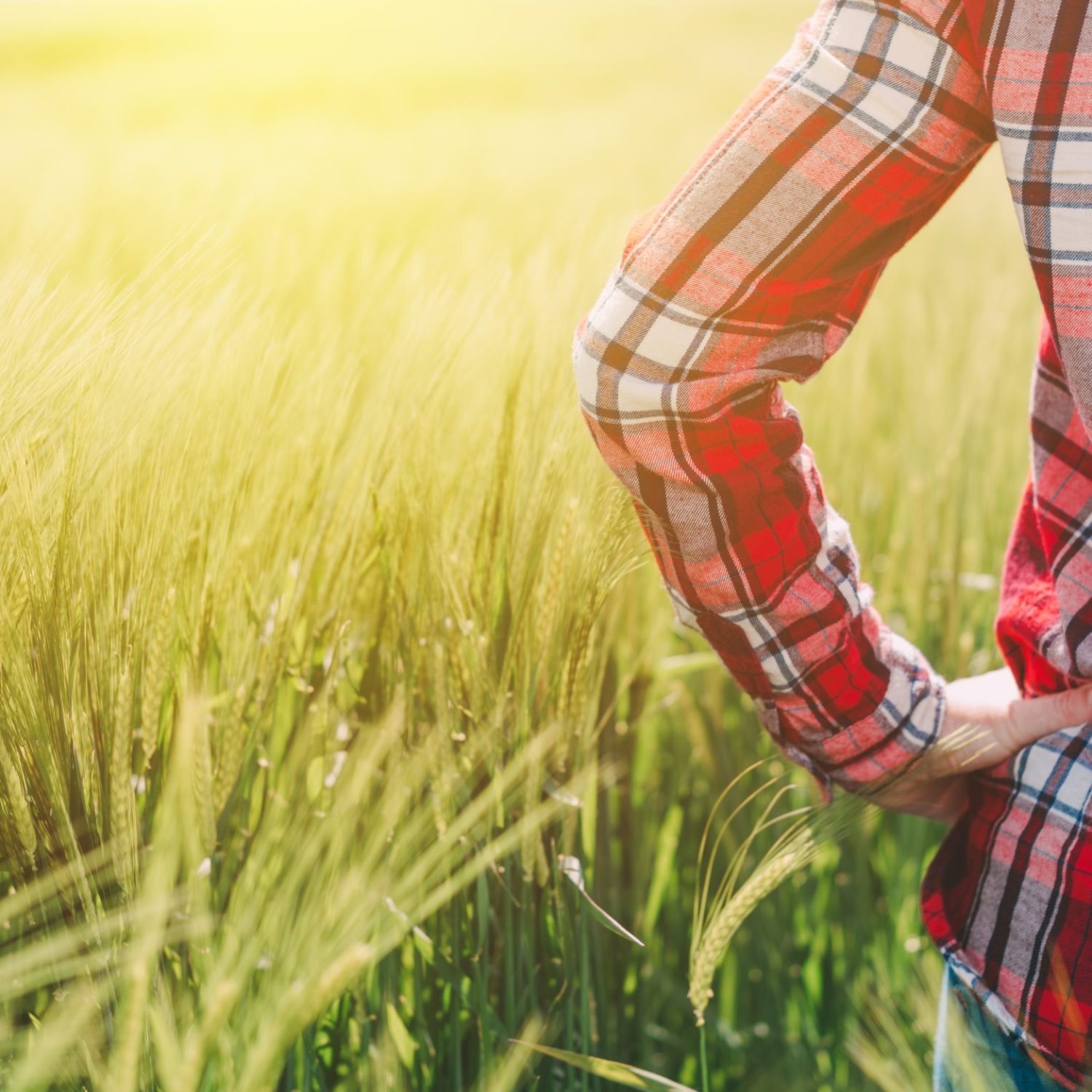 Female farmer looking at the sun on the horizon Female farmer looking at the sun on the horizon over cultivated wheat crops field, selective focus