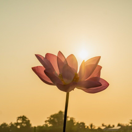 sun-7862645_1280